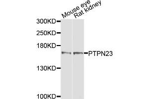 Western blot analysis of extracts of various cell lines, using PTPN23 antibody. (PTPN23 抗体)