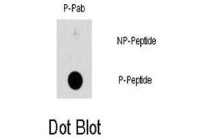 Dot blot analysis of HSPB1 (phospho S78) polyclonal antibody  on nitrocellulose membrane. (HSP27 抗体  (pSer78))