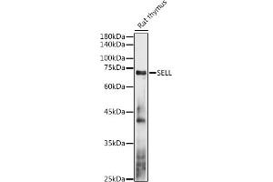 Western blot analysis of extracts of Rat thymus, using SELL antibody (ABIN3022263, ABIN3022264, ABIN3022265 and ABIN6218704) at 1:1000 dilution. (L-Selectin 抗体  (AA 1-100))