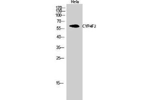 Western Blot (WB) analysis of HeLa cells using CYP4F2 Polyclonal Antibody. (CYP4F2 抗体  (N-Term))