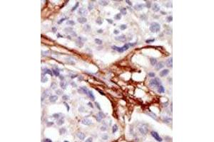 Image no. 2 for anti-V-Yes-1 Yamaguchi Sarcoma Viral Oncogene Homolog 1 (YES1) (N-Term) antibody (ABIN360002) (YES1 抗体  (N-Term))