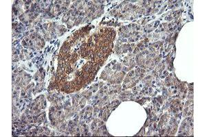 Image no. 1 for anti-Dynamin 1-Like (DNM1L) antibody (ABIN1497872) (Dynamin 1-Like 抗体)