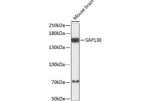 Western blot analysis of extracts of mouse brain, using S antibody (ABIN6132628, ABIN6147370, ABIN6147372 and ABIN6218063) at 1:3000 dilution. (SAP130 抗体  (AA 819-1048))