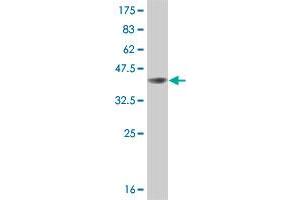 Western Blot detection against Immunogen (36. (BRAF 抗体  (AA 346-445))