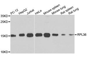 Western blot analysis of extracts of various cell lines, using RPL36 antibody. (RPL36 抗体  (AA 1-105))