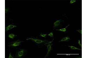 Immunofluorescence (IF) image for anti-Mago-Nashi Homolog (MAGOH) (AA 1-110) antibody (ABIN517718)