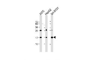 Western Blot at 1:2000 dilution Lane 1: A375 whole cell lysate Lane 2: HepG2 whole cell lysate Lane 3: SH-SY5Y whole cell lysate Lysates/proteins at 20 ug per lane. (SRP14 抗体  (AA 28-55))