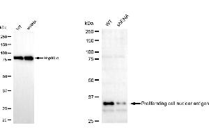 Western blotting analysis using Proliferating cell nuclear antigen antibody (ABIN7799915).