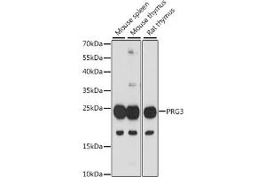 Western blot analysis of extracts of various cell lines, using PRG3 antibody (ABIN7269721) at 1:1000 dilution. (Proteoglycan 3 抗体  (AA 18-225))