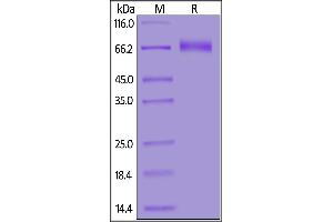 Human NKG2C&CD94, Fc Tag on  under reducing (R) condition.