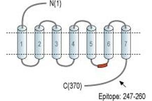 anti-Prolactin Releasing Hormone Receptor (PRLHR) (3rd Intracellular Loop), (AA 247-260) antibody