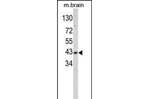 Western Blotting (WB) image for anti-Glutamic-Oxaloacetic Transaminase 1, Soluble (Aspartate Aminotransferase 1) (GOT1) (AA 5-33), (N-Term) antibody (ABIN650769)