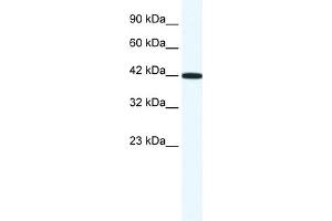 WB Suggested Anti-RXRG Antibody Titration:  1. (Retinoid X Receptor gamma 抗体  (N-Term))
