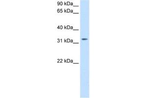 Western Blotting (WB) image for anti-Thyrotropin-Releasing Hormone (TRH) antibody (ABIN2463773) (TRH 抗体)