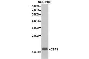 Western Blotting (WB) image for anti-Cystatin C (CST3) antibody (ABIN1872050) (CST3 抗体)