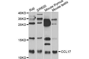 Western blot analysis of extracts of various cell lines, using CCL17 antibody (ABIN5971483) at 1:400 dilution. (CCL17 抗体)
