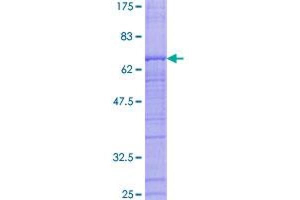 RFC3 Protein (AA 1-356) (GST tag)