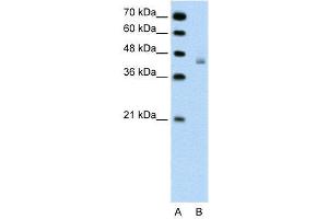 WB Suggested Anti-DHX30  Antibody Titration: 0. (DHX30 抗体  (N-Term))