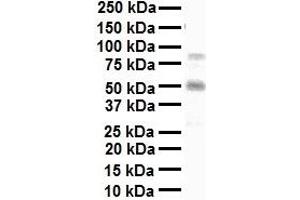 WB Suggested Anti-MAZ antibody Titration: 1 ug/mL Sample Type: Human liver (MAZ 抗体  (N-Term))