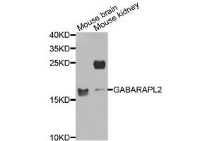 Western blot analysis of extracts of various cell lines, using GABARAPL2 antibody (ABIN5974960) at 1/1000 dilution. (GABARAPL2 抗体)