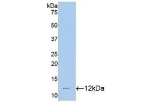 Detection of Recombinant MTNR1A, Mouse using Polyclonal Antibody to Melatonin Receptor 1A (MTNR1A) (Melatonin Receptor 1A 抗体  (AA 300-353))