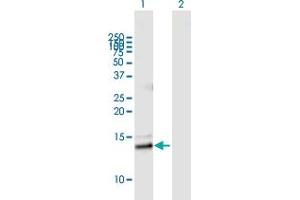 PLA2G2E antibody  (AA 1-142)