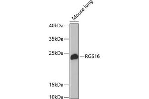 Western blot analysis of extracts of mouse lung, using RGS16 antibody (ABIN1682525, ABIN3018505, ABIN3018506 and ABIN6220488) at 1:1000 dilution. (RGS16 抗体  (AA 1-202))