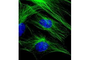 Immunofluorescent analysis of 4 % paraformaldehyde-fixed, 0. (TUBB 抗体  (AA 46-78))