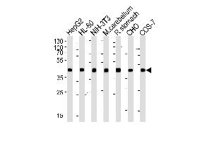 Western blot analysis of lysates from HepG2, HL-60, mouse NIH/3T3 cell line, mouse cerebellum and rat stomach tissue lysate, CHO, COS-7 cell line lysate(from left to right), using Beta-actin Antibody (ABIN387755 and ABIN2838006). (beta Actin 抗体)
