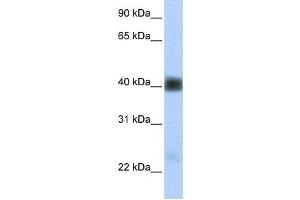 Western Blotting (WB) image for anti-Sarcoglycan, beta (43kDa Dystrophin-Associated Glycoprotein) (SGCB) antibody (ABIN2458826) (SGCB 抗体)