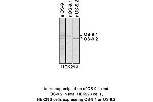 Image no. 2 for anti-Osteosarcoma Amplified 9, Endoplasmic Reticulum Lectin (OS9) (AA 300-400), (Isoform 1) antibody (ABIN363453) (OS9 抗体  (Isoform 1))