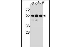ZN Antibody (N-term) (ABIN656601 and ABIN2845861) western blot analysis in 293,CEM,K562 cell line lysates (35 μg/lane). (ZNF562 抗体  (N-Term))