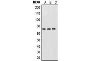 Western blot analysis of NF-kappaB p65 (pS468) expression in HeLa TNFa-treated (A), NIH3T3 LPS-treated (B), rat brain (C) whole cell lysates. (NF-kB p65 抗体  (C-Term, pSer468))
