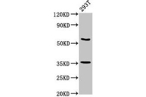 Western Blot Positive WB detected in: 293T whole cell lysate All lanes: LPP antibody at 7. (LPP 抗体  (AA 227-391))