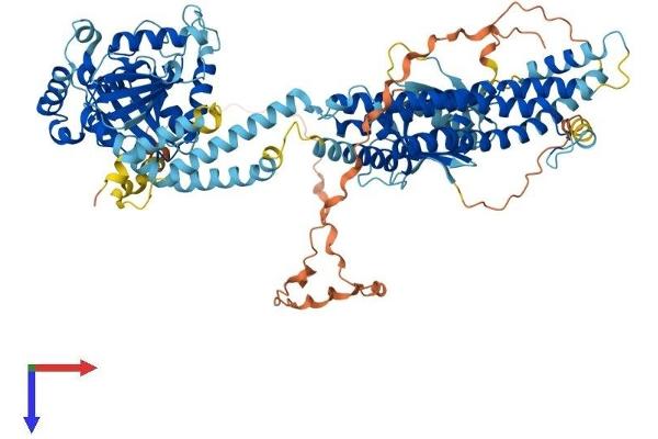 Dynamin 3 Protein (DNM3) (AA 1-869) (His tag)