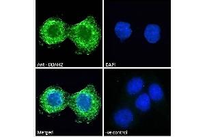ABIN184668 Immunofluorescence analysis of paraformaldehyde fixed A431 cells, permeabilized with 0. (DDAH2 抗体  (C-Term))
