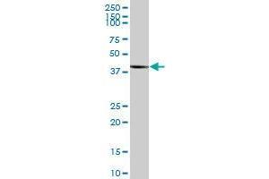 TRNT1 MaxPab polyclonal antibody. (Trnt1 抗体  (AA 1-405))