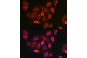 Immunofluorescence (IF) image for anti-NADH Dehydrogenase (Ubiquinone) 1 beta Subcomplex, 8, 19kDa (NDUFB8) antibody (ABIN7268814)