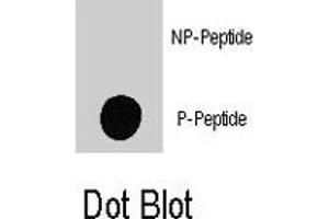 Dot blot analysis of MAP4K4 (phospho S801) polyclonal antibody  on nitrocellulose membrane. (MAP4K4 抗体  (pSer801))