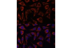 Immunofluorescence analysis of L929 cells using MRPS7 antibody (ABIN7268588) at dilution of 1:100. (MRPS7 抗体  (AA 110-190))