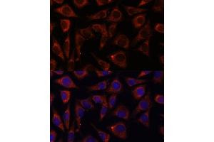Immunofluorescence analysis of L929 cells using MRPS7 antibody (ABIN7268588) at dilution of 1:100. (MRPS7 抗体  (AA 110-190))