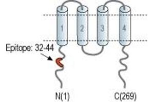 Representative domain view of the target of ABIN7885084.