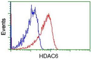 Image no. 3 for anti-Histone Deacetylase 6 (HDAC6) antibody (ABIN1498620) (HDAC6 抗体)