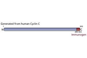 Image no. 1 for anti-Cyclin C (CCNC) (AA 290-303) antibody (ABIN967636) (Cyclin C 抗体  (AA 290-303))