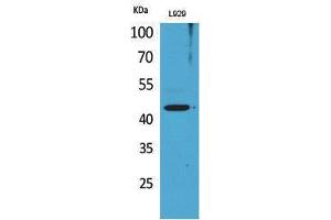 Western Blotting (WB) image for anti-SIGLEC-5,SIGLEC-14 (Internal Region) antibody (ABIN3181010) (SIGLEC-5,SIGLEC-14 (Internal Region) 抗体)