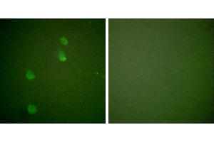 Peptide - +Immunofluorescence analysis of NIH/3T3 cells, using Cullin 2 antibody (#C0163). (Cullin 2 抗体)