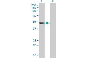 Western Blot analysis of ARHGAP25 expression in transfected 293T cell line by ARHGAP25 MaxPab polyclonal antibody. (ARHGAP25 抗体  (AA 1-458))