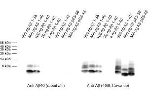 Western Blotting (WB) image for anti-Amyloid beta 1-40 (Abeta 1-40) (AA 33-40) antibody (ABIN1742443)