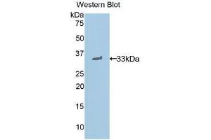 Western Blotting (WB) image for anti-Signal Transducer and Activator of Transcription 1, 91kDa (STAT1) (AA 432-680) antibody (ABIN1860645) (STAT1 抗体  (AA 432-680))