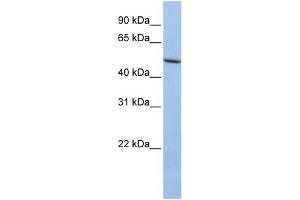 WB Suggested Anti-LOXL1 Antibody Titration: 0.